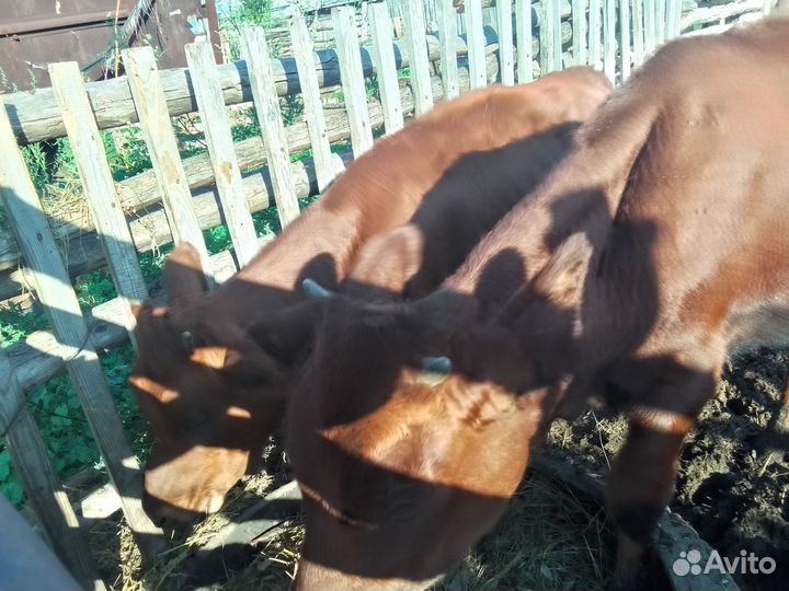 Телята, телки