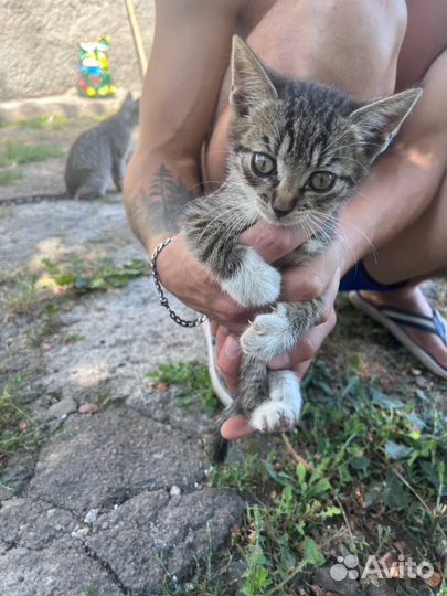 Котята в добрые руки бесплатно