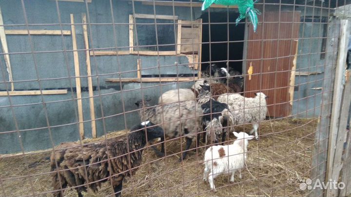 Продам овец