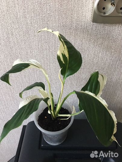 Спатифиллум Пикассо