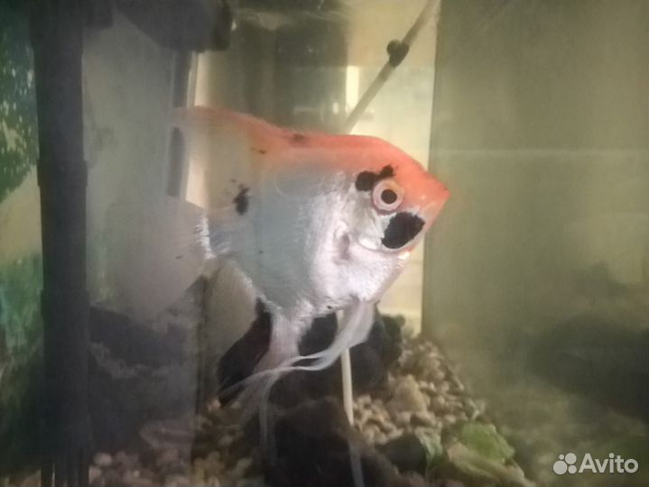 Аквариумные рыбки