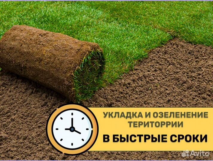 Рулонный газон от производителя Элитный