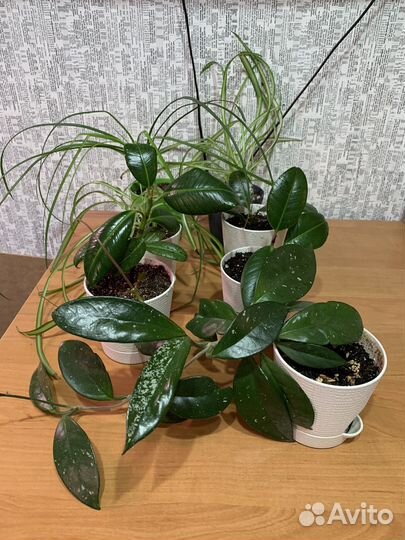 Комнатные растения