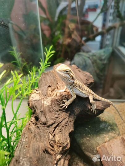 Бородатая агама