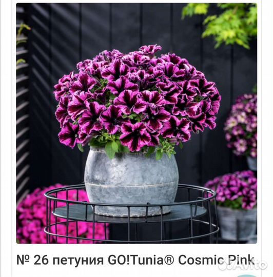 Петуния