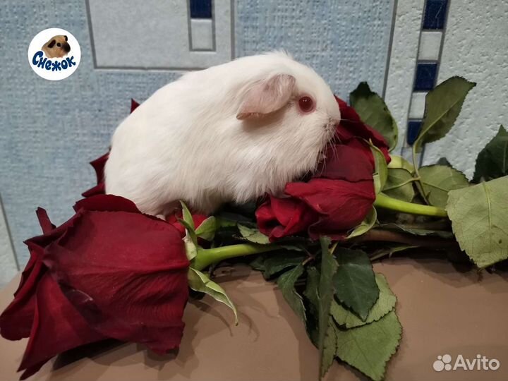 Морские свинки