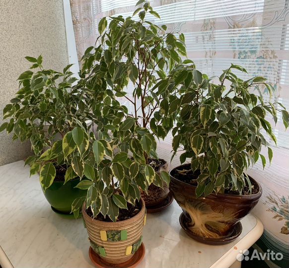 Фикус бенджамина