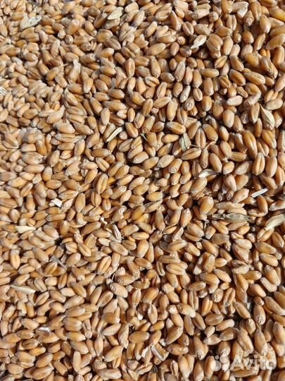 Зерно пшеница