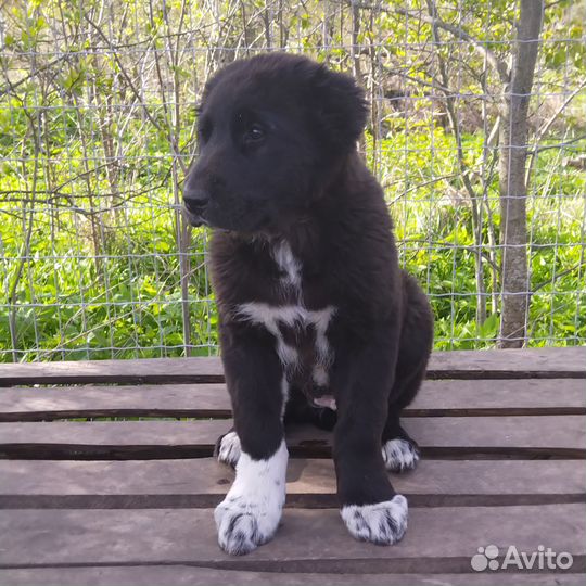 Сао Щенки