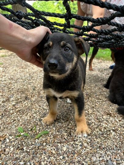 Щенки немецкой овчарки бесплатно