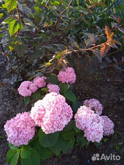 Гартензия розово-голубая, сорт Вечное лето, белая