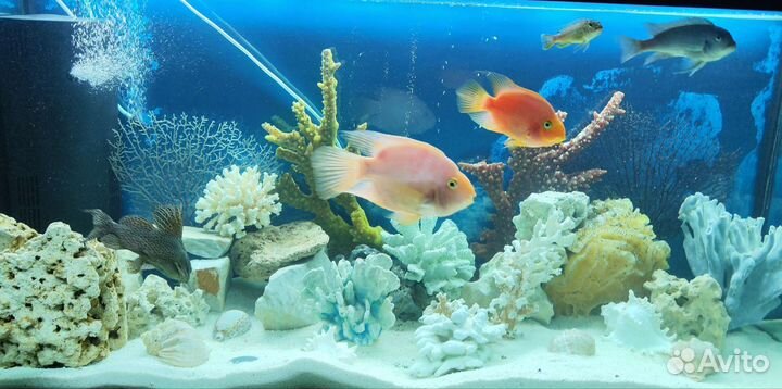 Аквариум