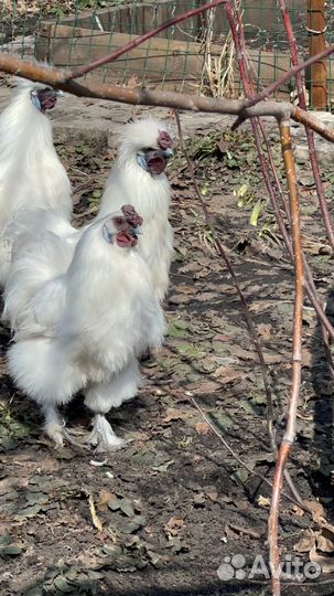 Китайские шелковые петухи