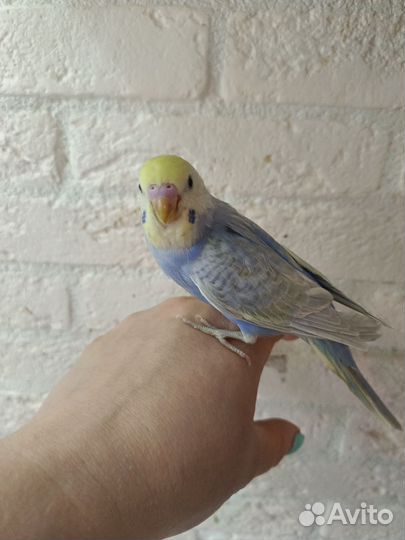 Радужные самцы от 33 дней