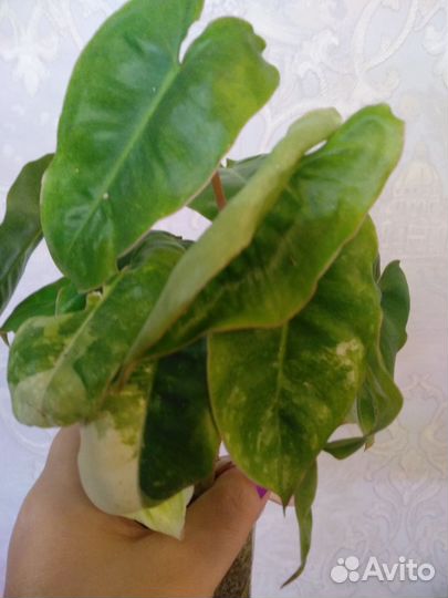 Бурлик вар и другие