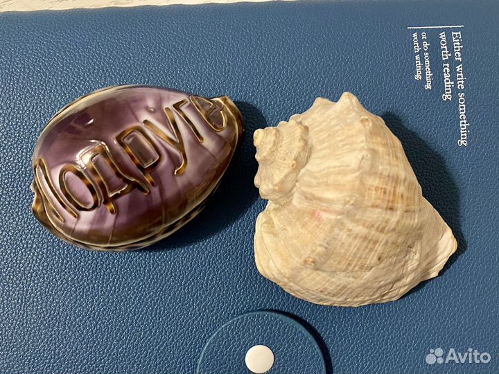 Морские ракушки