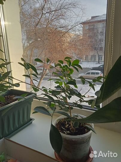 Семечка Муррайя