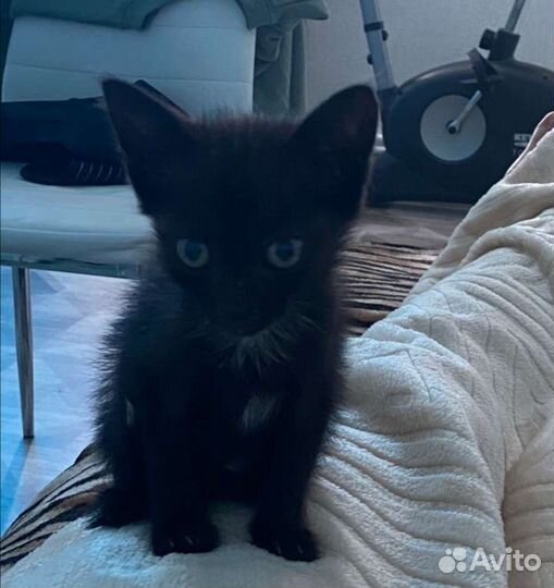 Котенок девочка ищет дом