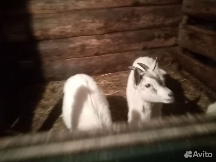 Альпийские козы