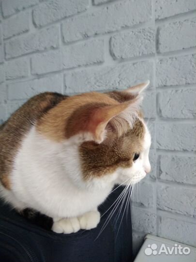 Трехшерстная кошка Тася