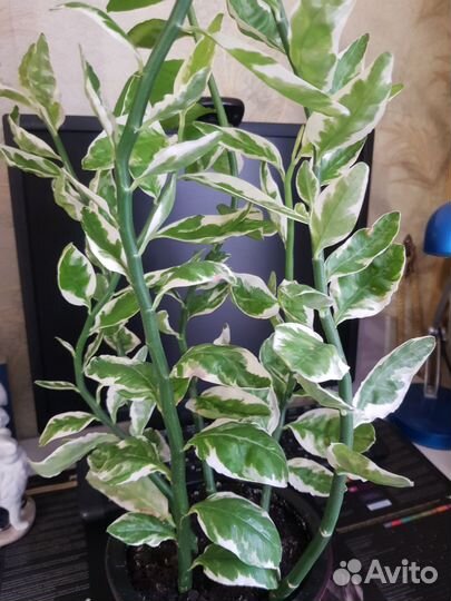 Педиландус