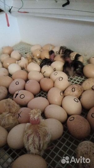 Инкубационное яйцо