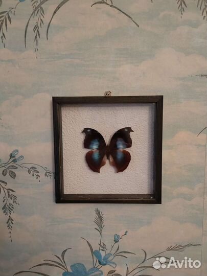Бабочки в рамках