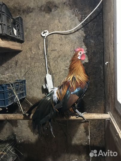 Молодой петушок