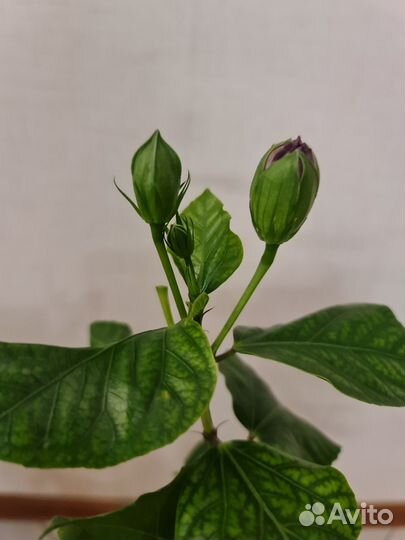 Сортовой гибискус