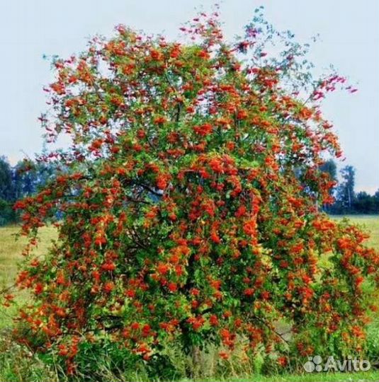 Рябина плакучая