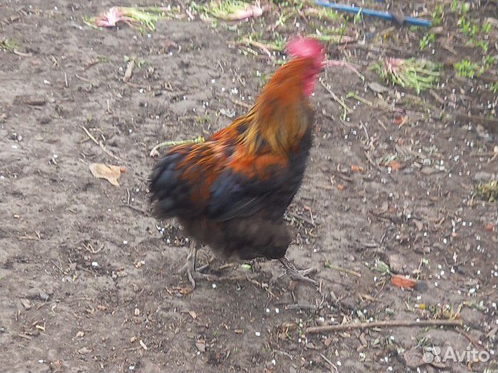 Молодые петушки