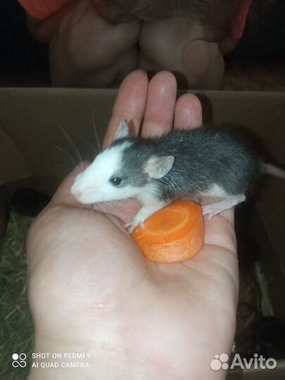 Продаю крысят