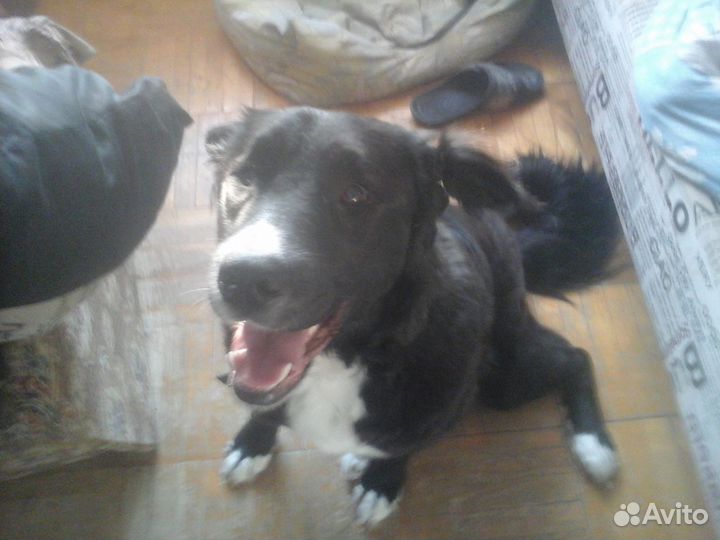 Собака в добрые руки