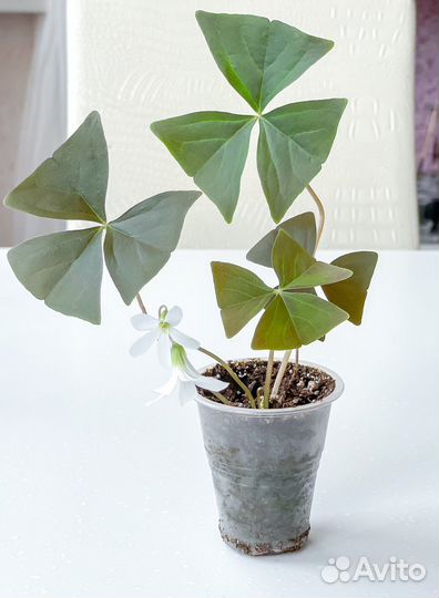 Оксалис Кислица Зеленая и Фиолетовая