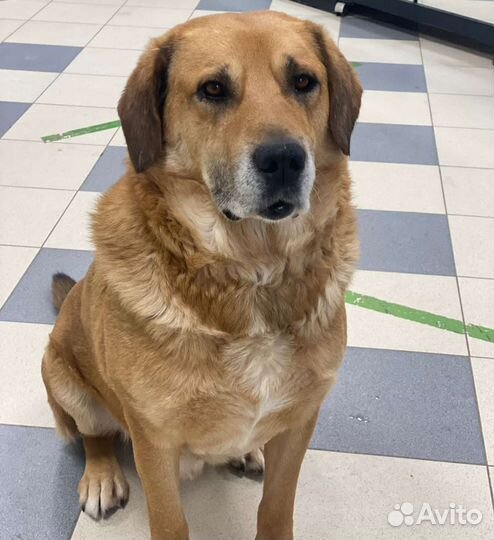 Добрейший пес ищет дом