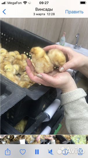 Цыплята суточные