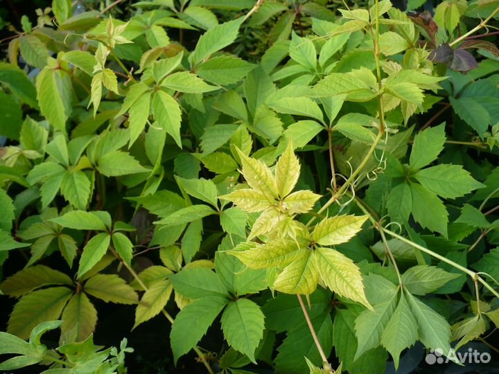 Виноград девичий