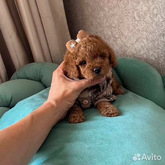 Той-пудель ред браун девочка