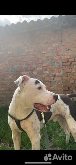 Стаффорд вязка