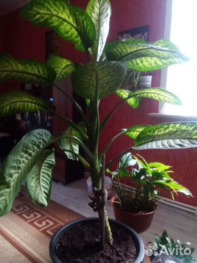 Диффенбахия