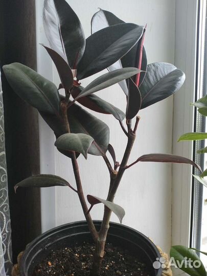 Фикусы разных сортов