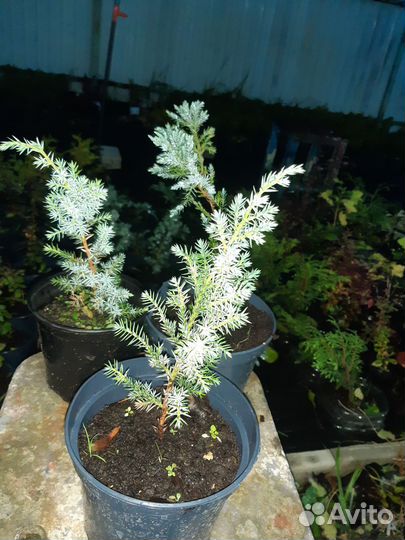 Можжевельник чешуйчатый, 