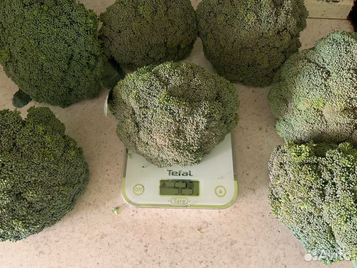 Капуста брокколи