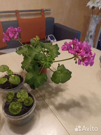 Пеларгония