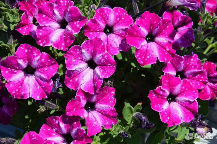 Черенки вегетативной петунии, вербены и калибрахоа