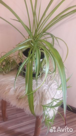 Хлорофитум кудрявый