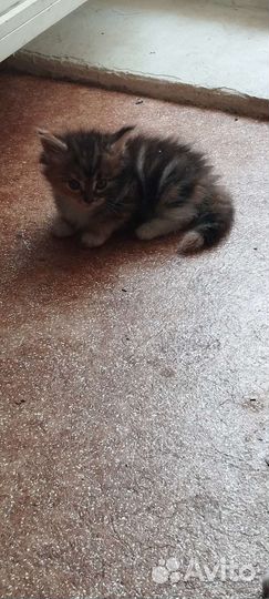 Котята мейн-кун