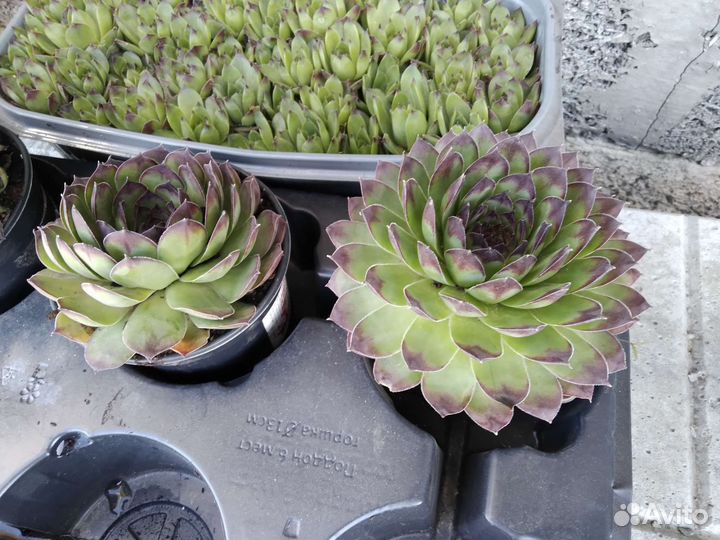 Молодило каменная роза почвопокровное многолетние