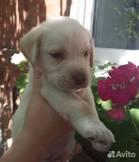 Лабрадор щенок мальчик