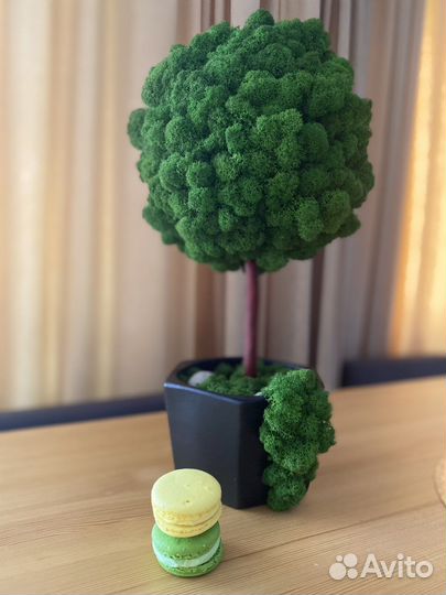 Топиарий из мха